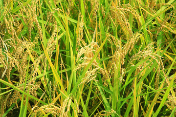 rice paddy.Grain by grain, fully ripened rice filled the golden field.