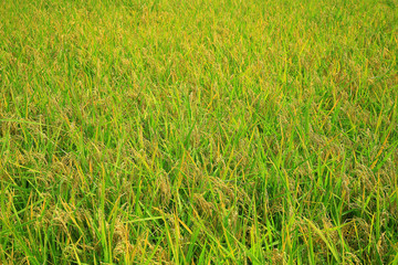rice paddy.Grain by grain, fully ripened rice filled the golden field.