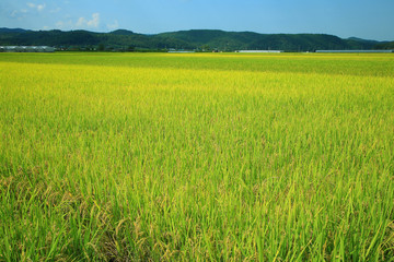 Obraz na płótnie Canvas rice paddy.Grain by grain, fully ripened rice filled the golden field.