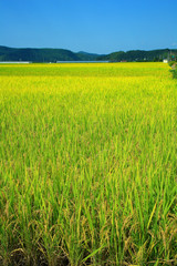 rice paddy.Grain by grain, fully ripened rice filled the golden field.