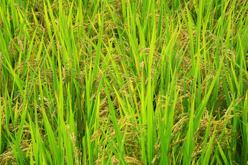 rice paddy.Grain by grain, fully ripened rice filled the golden field.