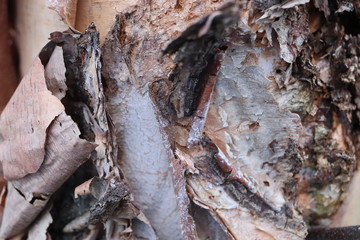 Birch wood texture