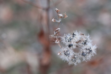 White plant on brown background
