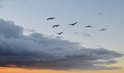 Flock of brown pelicans flying at sunset with a dramatic cloud formation in the bacdground and a warm sunset afterglow below.(Pelecanus Occidentalis) Rincon, Puerto Rico