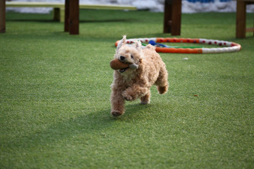 Happy puppies in a private playground