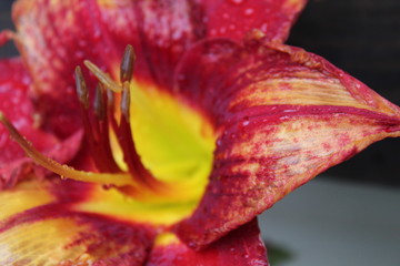 Close up of Iris