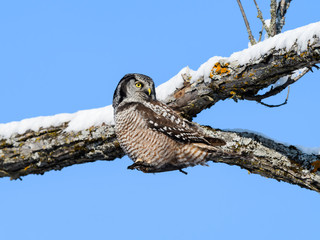 Northern Hawk Owl Perched in Tree on Blue Sky in Winter 