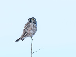 Fototapeta premium Northern Hawk Owl Perched on Top of the Tree in Winter
