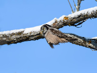 Northern Hawk Owl Perched in the Tree against Blue Sky in Winter
