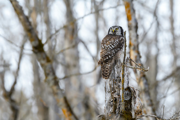Northern Hawk Owl Perched on the Snag  in Winter