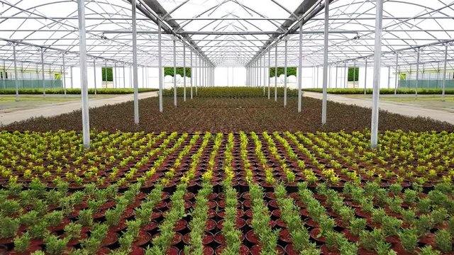 Drone Fly Through Greenhouse