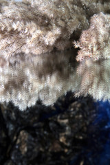 Reed plant flower branches on glass in background reflection