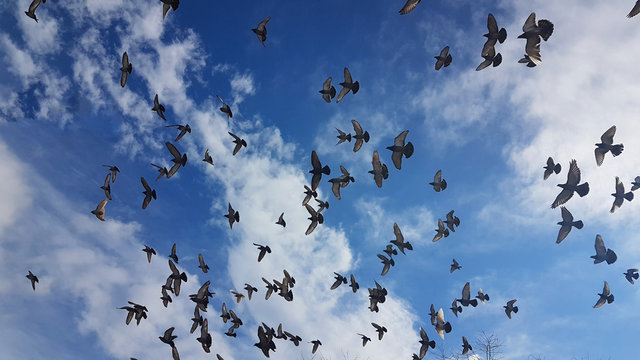 birds many flying on the sky