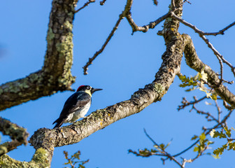 woodpecker