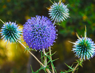 Globe thistle close -up view