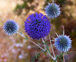 Globe thistle close -up view