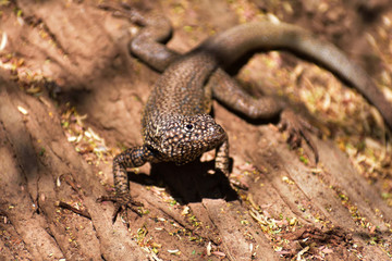 Tarapaca Lizard  tarapacensis liolaemus Lagartija de Tarápaca 