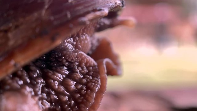 Macro Shot Of A Jungle Snail Coming Out Of Its Shell.