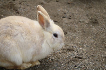 うさぎ