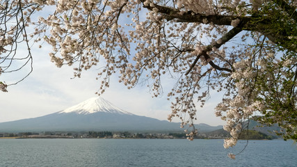 large cherry tree in bloom at lake kawaguchi and mt fuji in japan