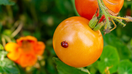 Extreme close up of a red lady bug beetle on a ripening tomato, hanging on the vine, in a vegetable garden, depicting organic gardening or farming, and homegrown fresh produce with desired garden bugs © Joyce Grace