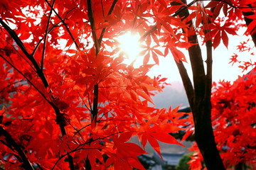 Red maple leaf