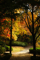 Fototapeta premium Autumn forest. Colorful forest with sun rays through branches of trees. Scenery of nature with sunlight.