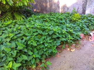 Obraz premium green ivy on the wall