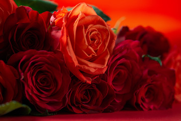 Red roses close up, love and romantic gift. Holiday