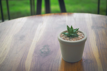 succulent plant in small potted decoration put on wooden table