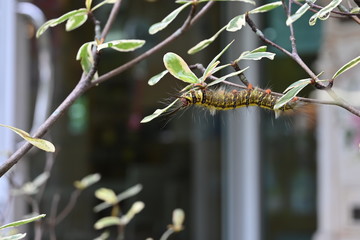 small caterpillar animal on tree