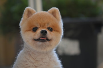 pomeranian dog cute pet happy smiling in the morning