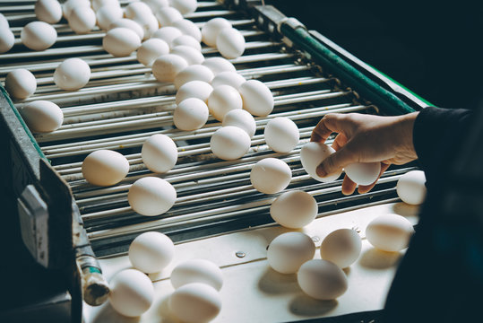 egg factory plant agriculture poultry chicken farm