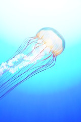 jellyfish