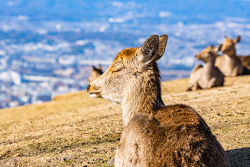 deer at mt. Wakakusa in Nara