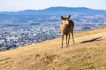 deer at mt. Wakakusa in Nara