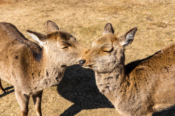 deer at mt. Wakakusa in Nara