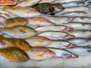 Frozen fish on ice at the seafood market
