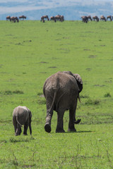 An Elephant and its calf grazing in the plains of Africa during a wildlife safari inside Masai Mara National Reserve