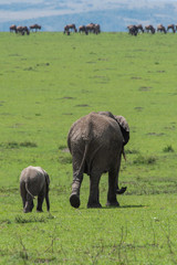 Obraz premium An Elephant and its calf grazing in the plains of Africa during a wildlife safari inside Masai Mara National Reserve