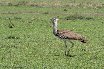 An adult Kori Bustard walking in the plains of Africa inside Masai Mara National Reserve during a wildlife safari