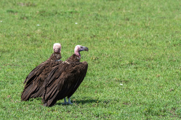 Two Lappet-faced vulture sitting on the ground inside Masai Mara National Reserve during a wildlife safari