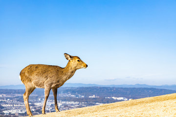 deer at mt. Wakakusa in Nara