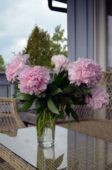 Norwegian Peonies. Beautiful flowers grown in southern Norway