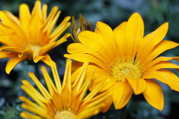 naturaleza, huerta, verde, fábrica, verano, margarita, flora, hermoso, flor, florecer, primavera, florecer, beldad, macro, rosa, brillante, blanco, floral, close-up, abeja, pétalo, brotar