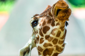 close up photo of giraffe