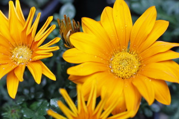 margaritas naturaleza, huerta, verde, fábrica, verano, margarita, flora, hermoso, flor, florecer, primavera, florecer, beldad, macro, rosa, brillante, blanco, floral, close-up, abeja, pétalo, brotar