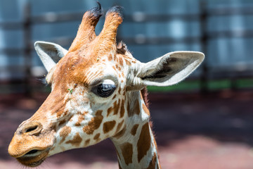 close up photo of giraffe