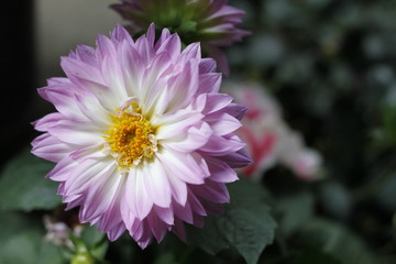 Obraz premium naturaleza, huerta, verde, fábrica, verano, margarita, flora, hermoso, flor, florecer, primavera, florecer, beldad, macro, rosa, brillante, blanco, floral, close-up, abeja, pétalo, brotar