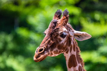 close up photo of giraffe